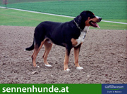 Grosser Schweizer Sennenhund (GGS)